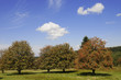 vogelbeerbaum eberesche sommer vogelsberg