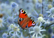 Peacock Butterfly