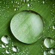 Water drops on fresh green leaf