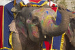 Ceremonial Salute at the Jaipur Elephant Festival Ceremonial Salute at the Jaipur Elephant Festival