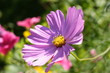 Kosmeenblüte u. Blumenbeet