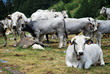 Vaches en vallée d'Eyne Vaches en vallée d'Eyne