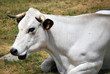 Portrait d'une vache Portrait d'une vache