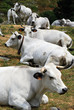 La sieste des vaches La sieste des vaches