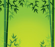 Bamboo Card