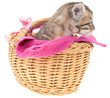 Gray kitten in a basket