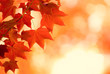 autumn leaves