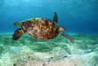 Philippines, green sea turtle (Chelonia mydas) swimming