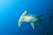 Galapagos Islands, Ecuador, Scalloped hammerhead shark (Sphyrna lewini)