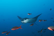 Galapagos Islands, Ecuador, Spotted Eagle Ray (Aeobatus narinari), swimming