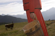 Woman holding butter tub, cow in background