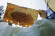 Man holding honeycomb