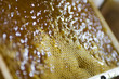 Honeycomb