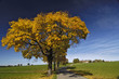 Germany, Bavaria, Country road, trees with autumn colours