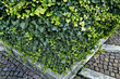Ivy (Hedera helix), elevated view
