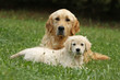 chiot golden retriever couché devant sa mère - tendresse