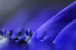 Anemone, close-up