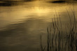 Germany, Baden-Württemberg, Illmensee, landscape in morning mood