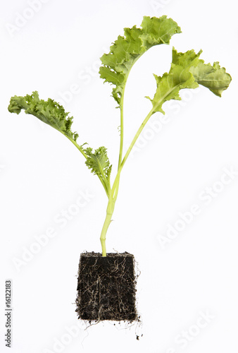 Photo: Lettuce seedling Lettuce seedling