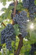Red grapes, close-up