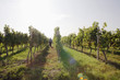 Man walking in vineyard