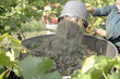 Wine harvest in vineyard