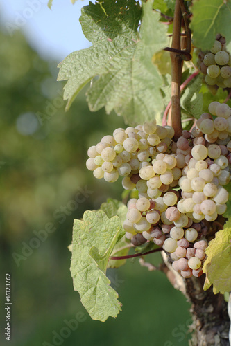 Photo: White grapes, close-up White grapes, close-up