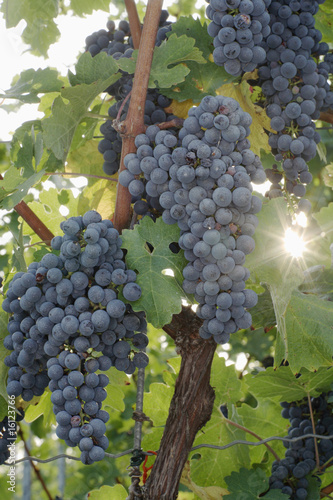 Foto: Red grapes, close-up Red grapes, close-up