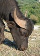 il bufalo