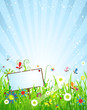 Summer meadow beautiful