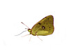 papillon détouré nature papillon détouré nature