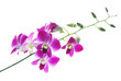 Branch of violet orchids isolated on white background