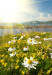 White and yellow daisies