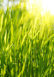 Green grass sunset