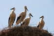 Storks