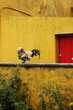 Rooster on a yellow wall