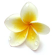 fleur de frangipanier