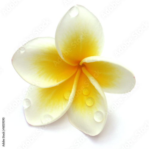 Photo: fleur de frangipanier fleur de frangipanier