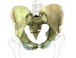 Pelvis