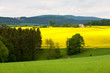 Rapsfeld im Sommer mit Baum