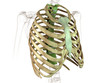 Thorax