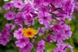 Blume an falschem Ort
