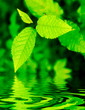 Natural leaves background