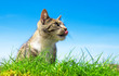 Cute cat outdoor portait