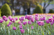 Tulips in a city park