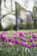 Tulips in a city park