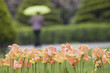 Rain in the park