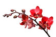 orchid isolated on white background orchid isolated on white background