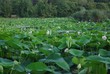 Etang de Mougins