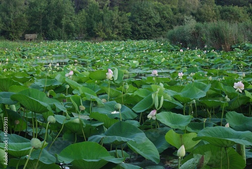 Etang de Mougins